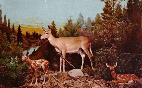 Underground Forest - Various Promos (newer photo)